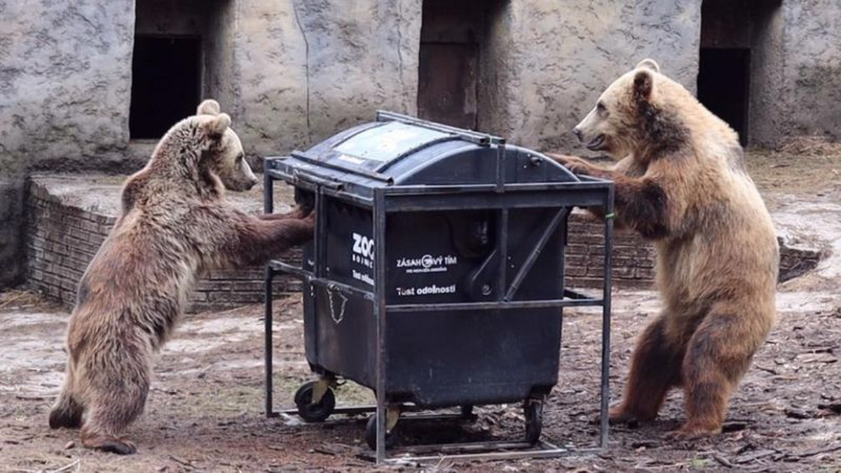 Kosze na śmieci to bułka z masłem dla niedźwiedzi: zobacz, jak testują je na Słowacji