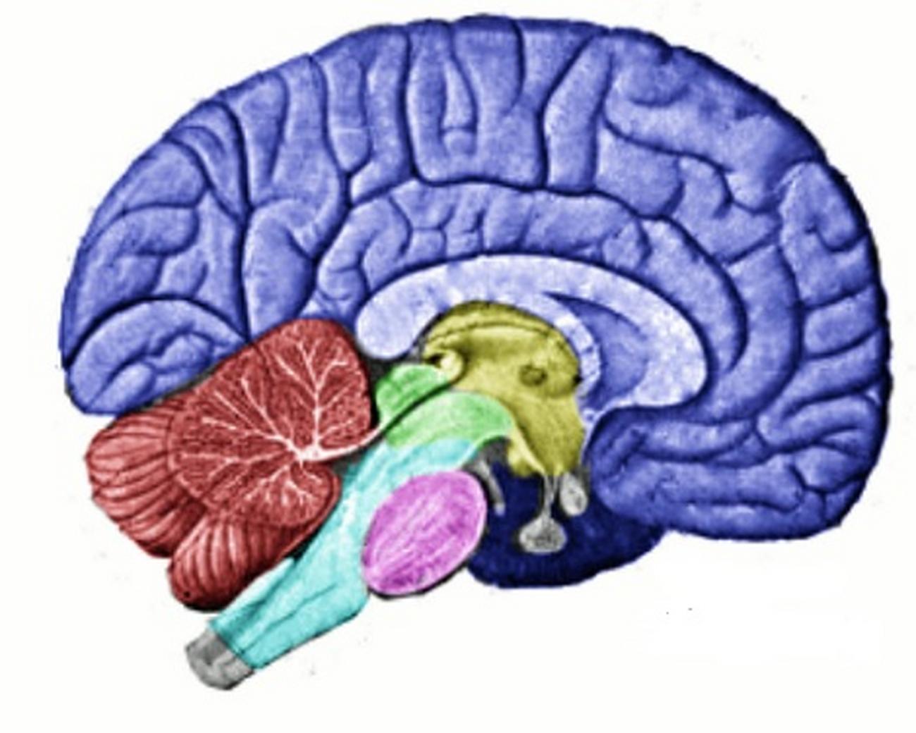 Развит мозжечок. Промежуточный мозг. Мозжечок за что отвечает. Средний мозг. Мозжечок мозга.
