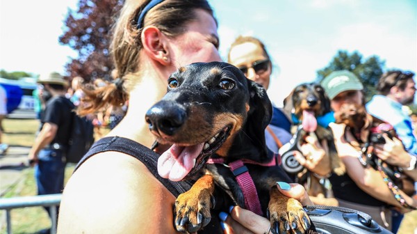 Jamniki opanują miasto!