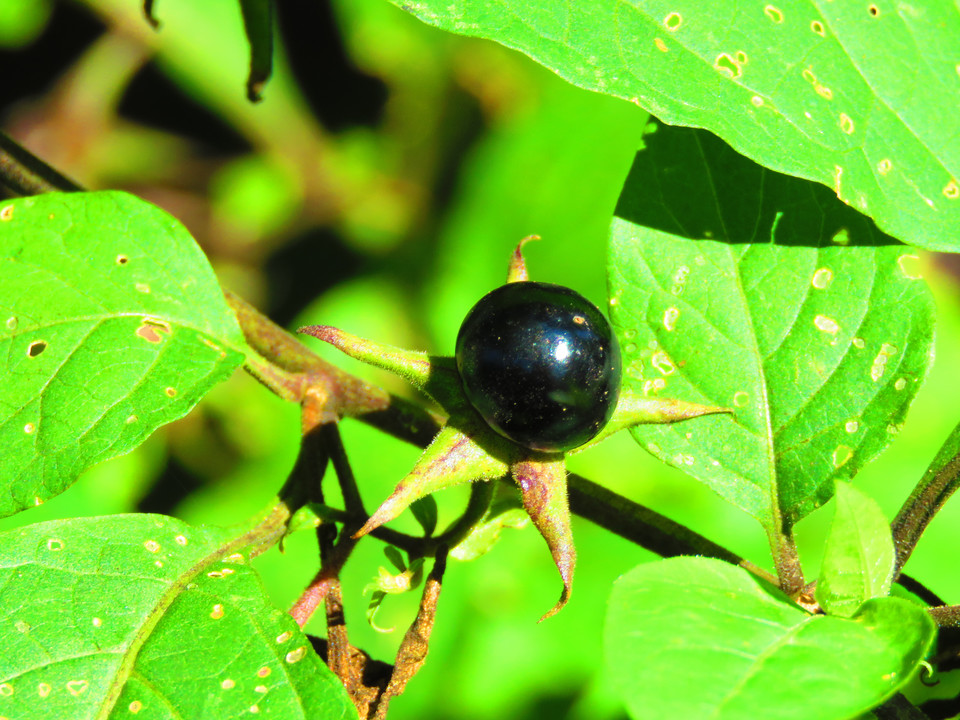 Pokrzyk wilcza jagoda (Atropa belladonna)