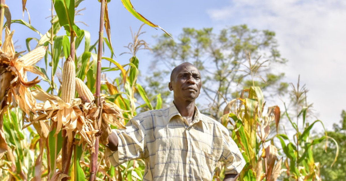 Tanzania freezes grain export permits causing scarcity, price inflation for flour in Kenya - Vimarsana News