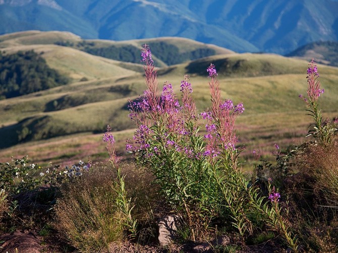 Stara planina je čuvena po lekovitom bilju