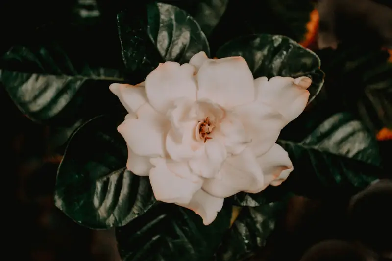  Gardenia / Wander Fleur on Unsplash