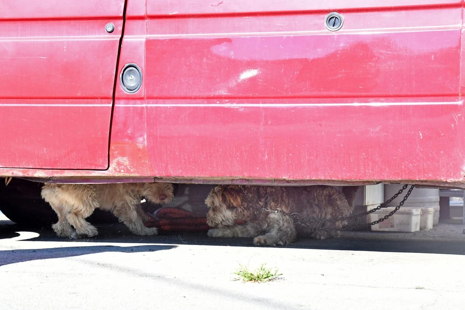 Ovi psi "čuvaju" drugo vozilo
