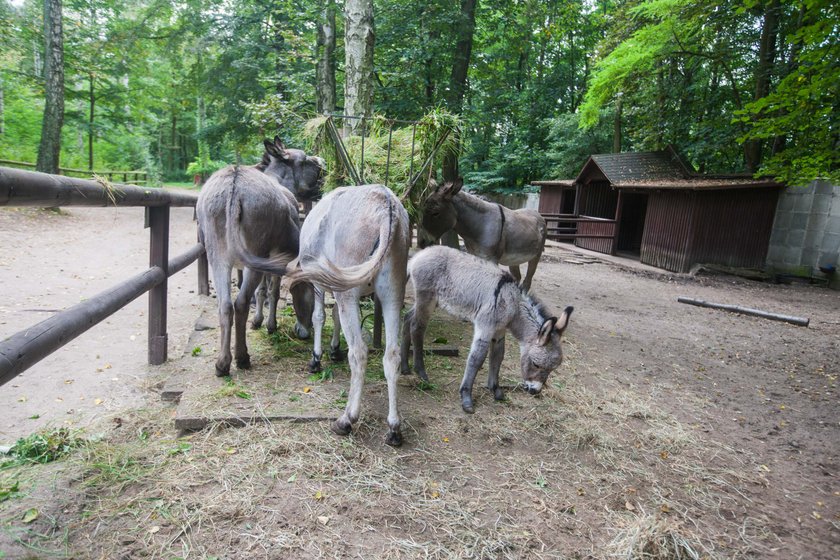 Osiołek George w zoo