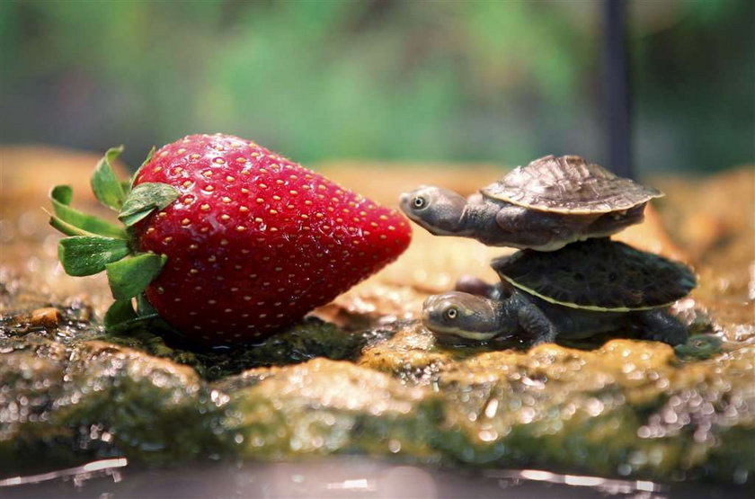 Żółw nadział się na truskawkę. Niesamowite zdjęcie!