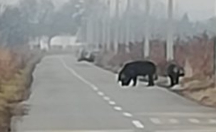 Atrakcija na Paliluli