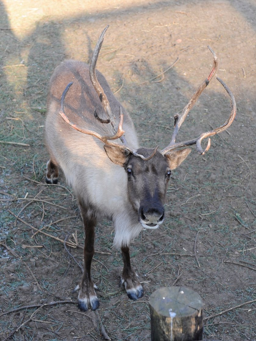 Renifer Rudolf z wrocławskiego zoo