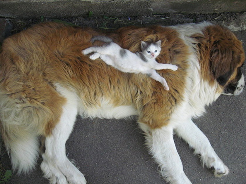 Takiej przyjaźni między kotem a psem nie widzieliście
