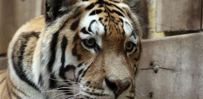Tygrys zamordował opiekuna w zoo