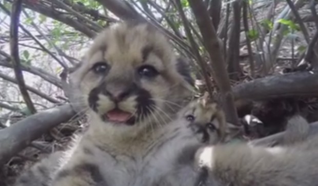 planinski lav mladunci