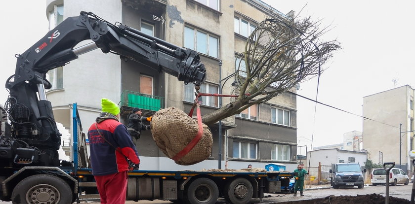 Akcja lipa na Lipowej 