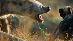 królestwo zwierząt kingdom serial przyrodniczy odcinek 2 gdzie oglądać