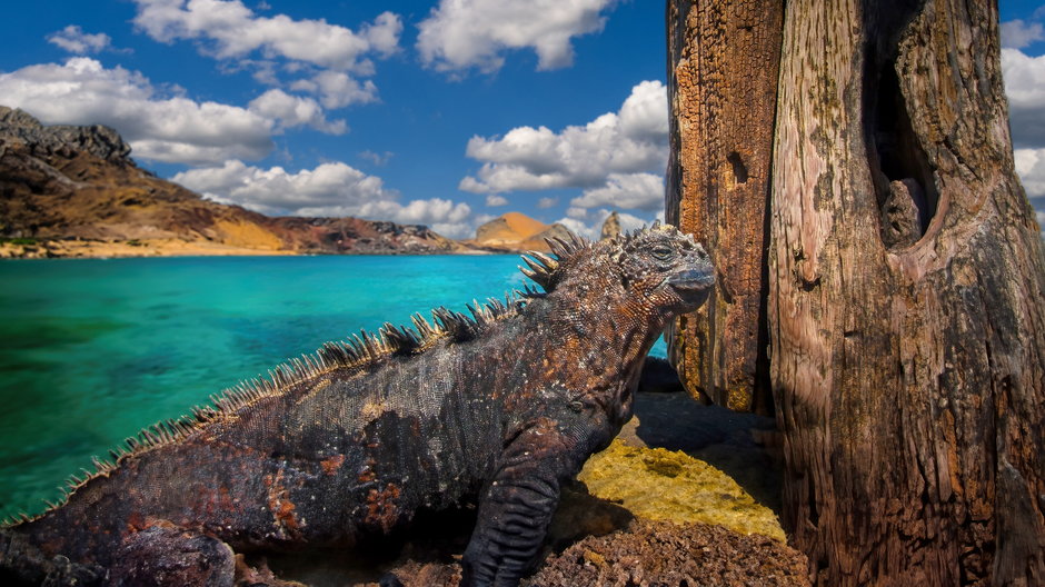 Galapagos