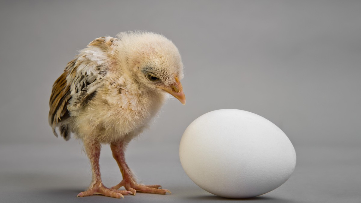 chick and egg