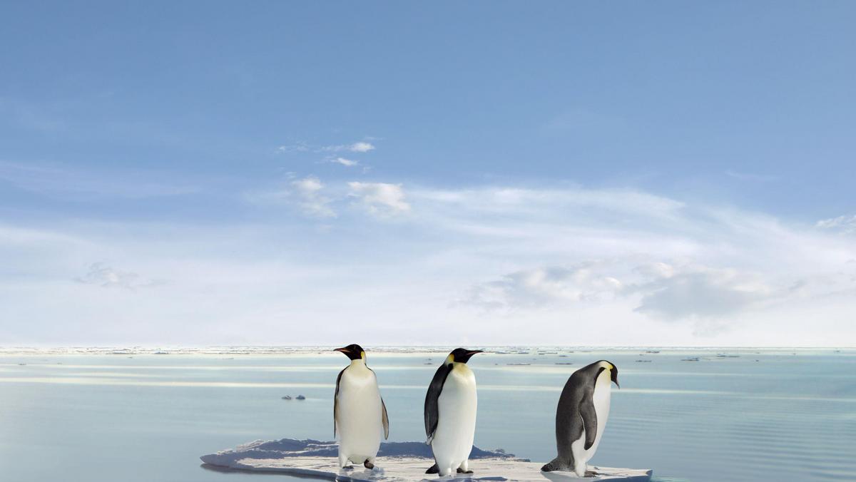 globalne ocieplenie, pingwiny
