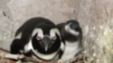 Pierwsze takie narodziny w historii. Mały pingwin w zoo we Wrocławiu
