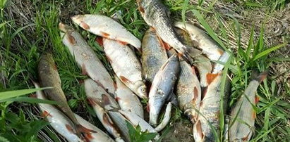 Wędkarze w szoku. Dziesiątki martwych ryb