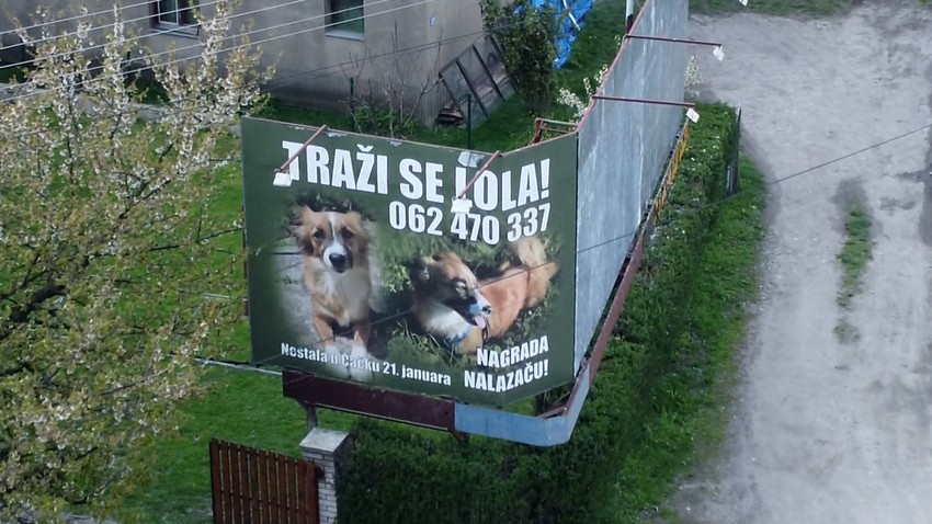 Marko mesecima traži izgubljenog psa