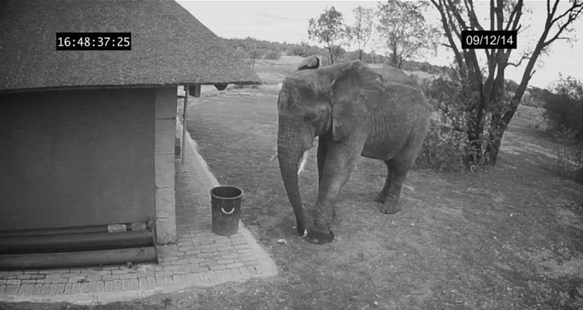 Trenutak kada slon prilazi papiru koji se nalazi pored kante za đubre