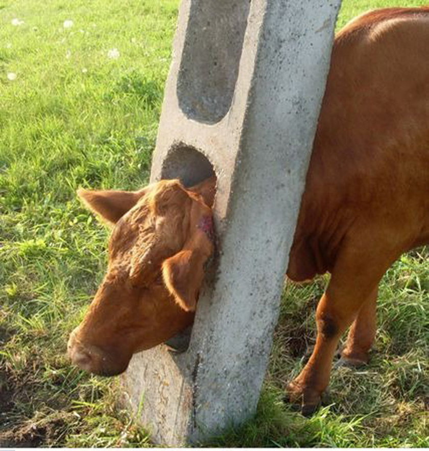 Śmieszne zdjęcia zwierząt. Krowy utknęły w dziurze