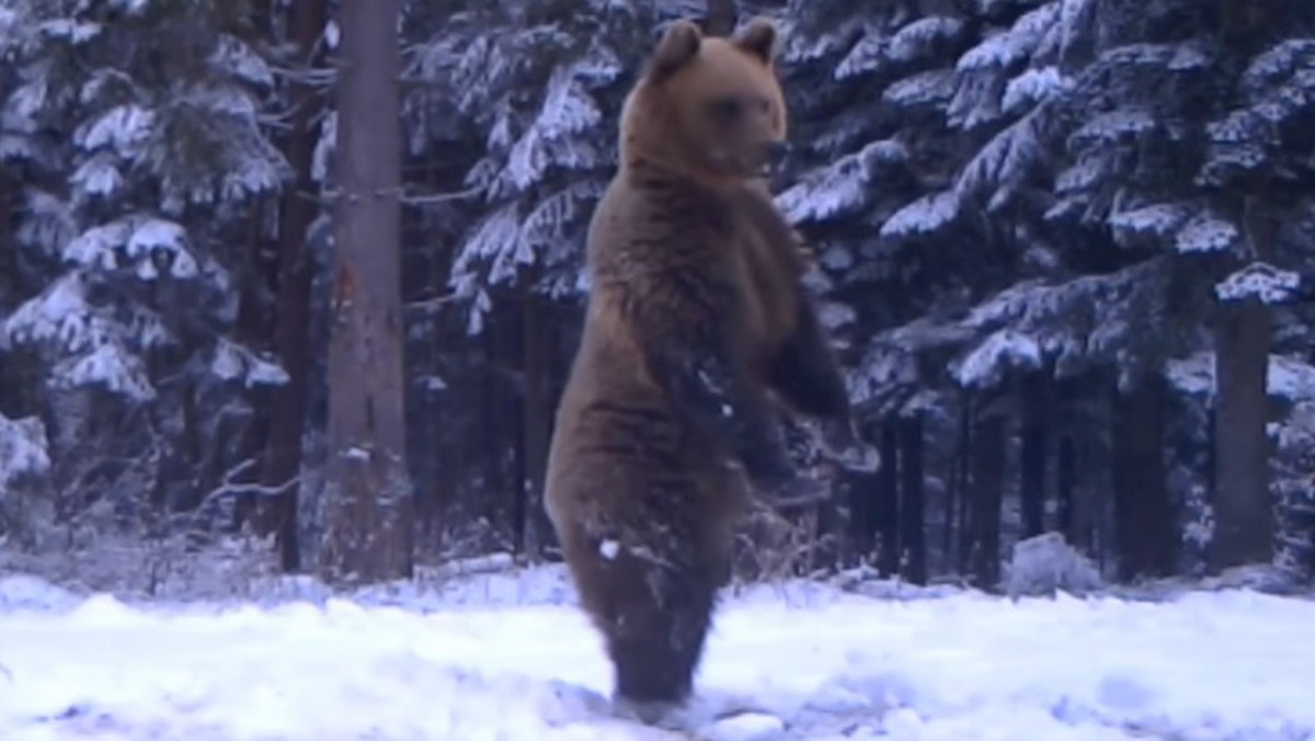 Leśnicy z Baligrodu nagrali niedźwiedzia. Nagranie niesie się po sieci