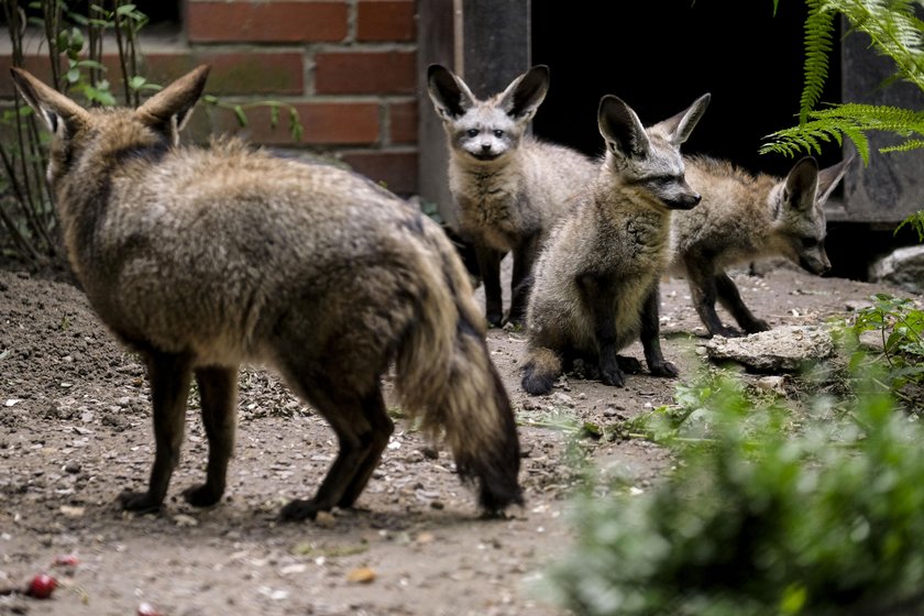 W zoo urodziły się otocjony