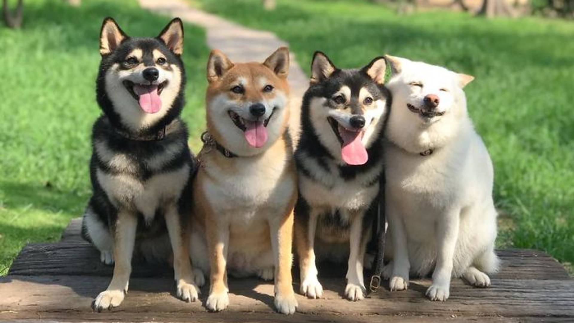 Ovaj pas jednostavno odbija da pozira normalno i da - pravi najluđi photobomb