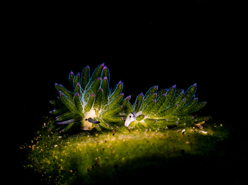 Zwycięzcy 8. Konkursu Fotografii Podwodnej Ocean Art 2019