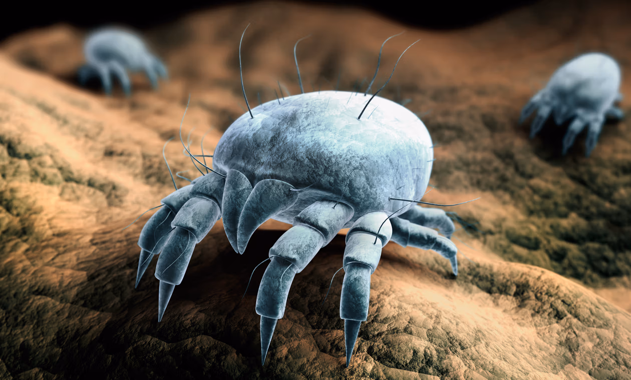 Roztocza kurzu domowego w powiększeniu mikroskopowym we włóknach tapicerki – problem który eliminuje profesjonalne pranie kanapy Warszawa