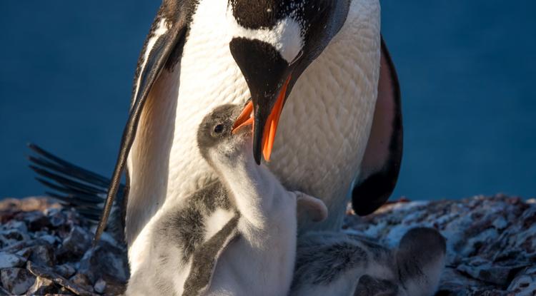 Pingvin vigyáz a két fiókájára