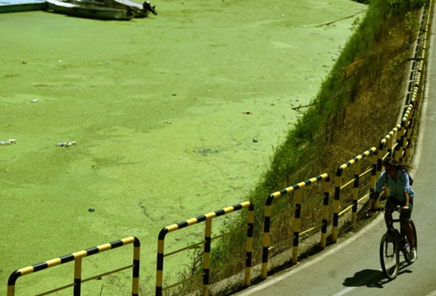 Čukarički rukavac već tri nedelje ima zeleni pokrivač