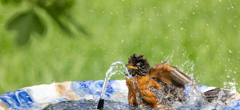 Pomysły na poidło dla ptaków i pszczół w ogrodzie [ZDJĘCIA]