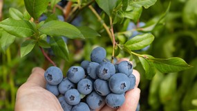 Podsyp borówki tą mieszanką w październiku, a sąsiedzi pozazdroszczą ci zbiorów! Domowy nawóz do borówek
