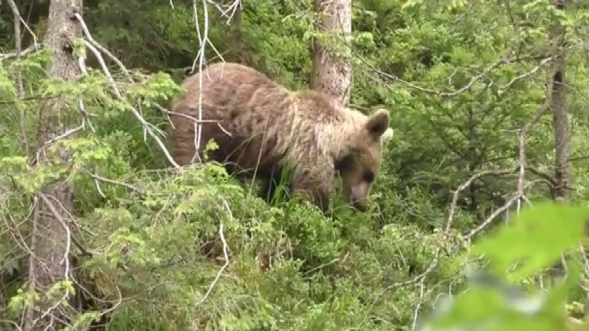 Do sieci trafiło nagranie z Doliny Białego w Tatrach. Turyści zdołali uwiecznić na nim bliskie spotkanie z niedźwiedziem. Film został udostępniony w czwartek.