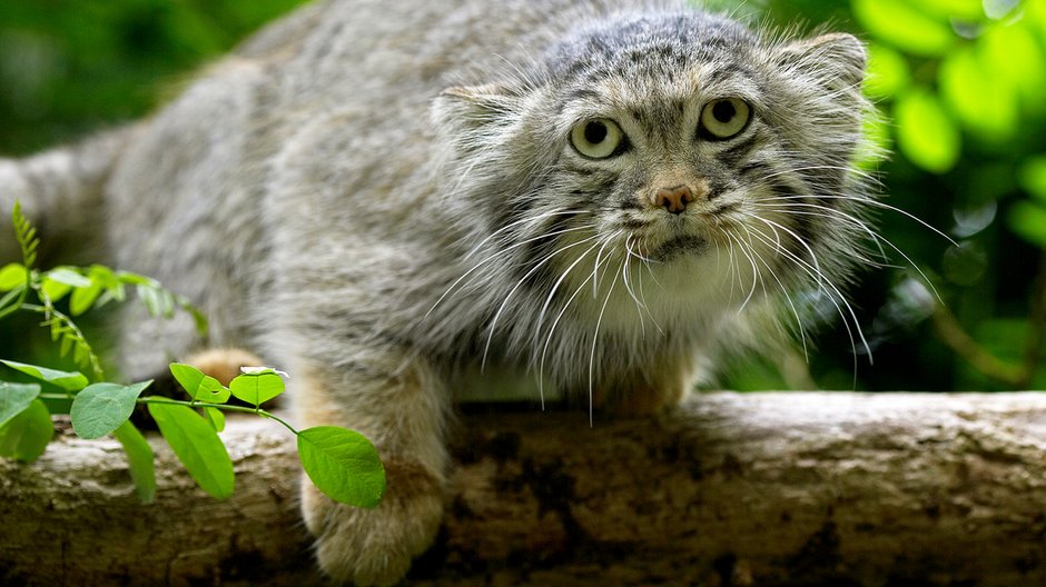 Manul -  slowmotiongli/stock.adobe.com