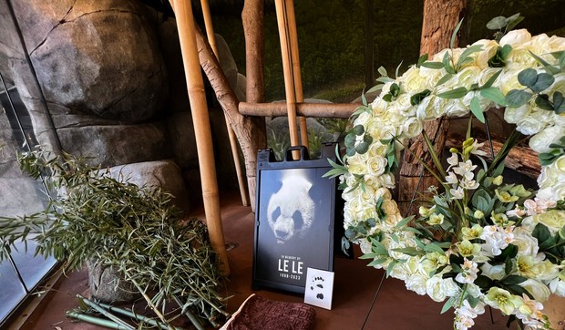 panda memfis