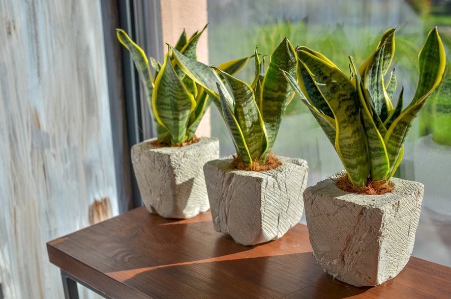 Sansevieria jest mało wymagająca w uprawie- kyrychukvitaliy/stock.adobe.com