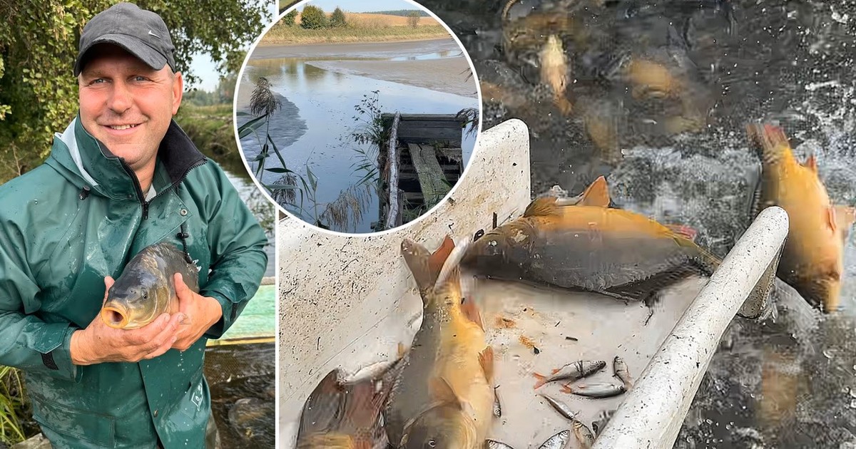 Rybak zdradza, ile zapłacimy za karpia na święta. Polacy będą zaskoczeni [WIDEO]