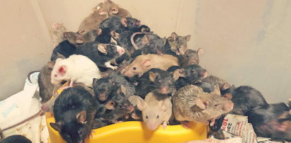 Weszli do mieszkania i osłupieli. Wszędzie myszy, były ich tysiące!