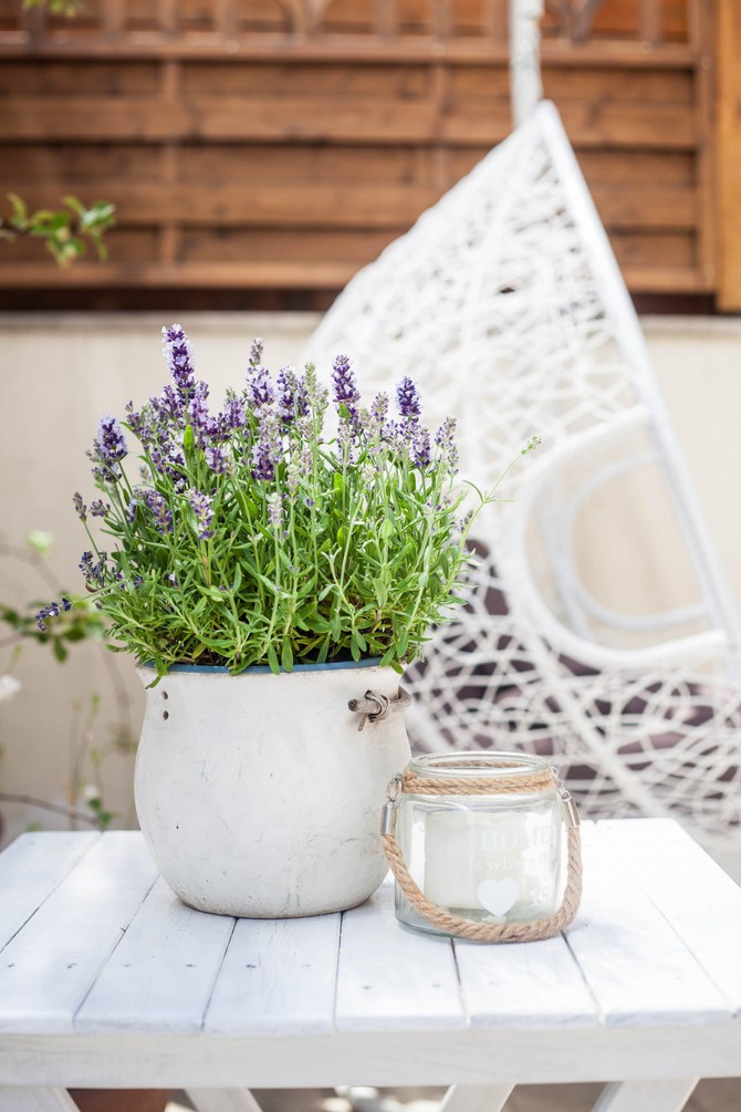 Lavanda