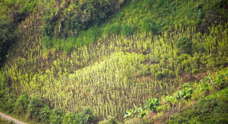 A coca field is seen in Pueblo Nuevo, in the municipality of Briceno, Antioquia Department, Colombia, on May 15, 2017