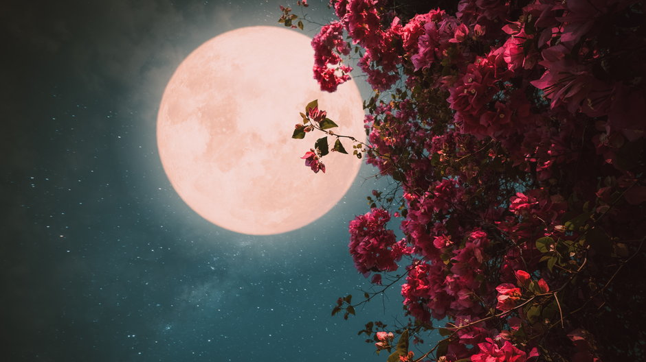Pełnia Truskawkowego Księżyca już niedługo. Sprawdź, co oznacza / Getty Images