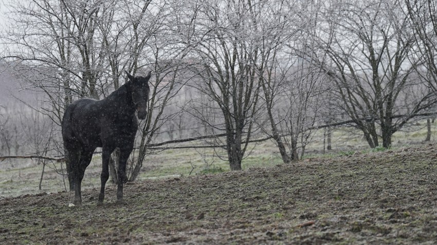 Tri prekrasna konja galopirala u Čačku