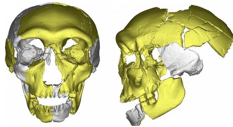 A computer generated image of the remains from the skull of HLD 6 (show in yellow).Wu et al. PNAS 2019, doi.org/10.1073/pnas.1902396116