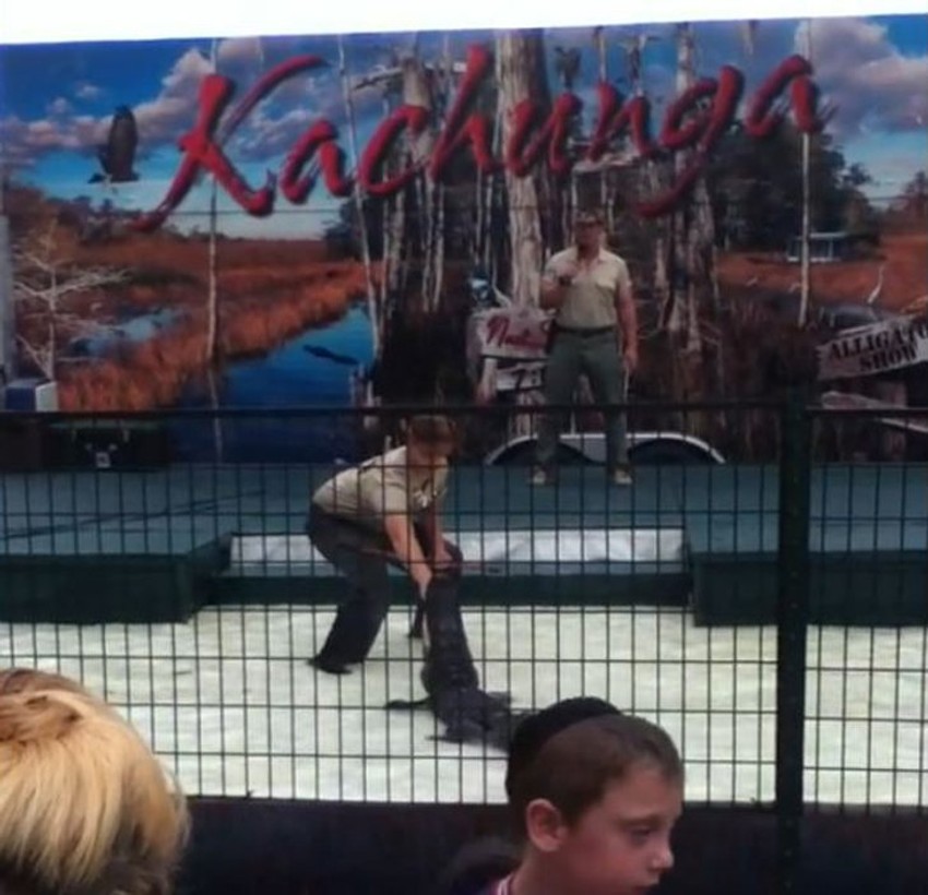 Trenutak u kojem aligator hvata dresera za ruku