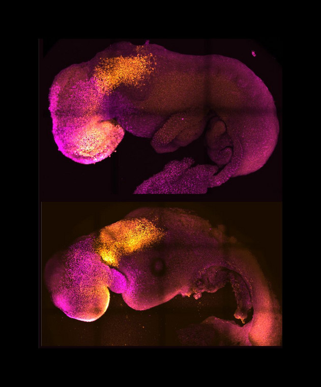 Mysie zarodki: naturalny (u góry) i sztuczny (na dole). U obydwu widać zalążki wykształcających się organów.