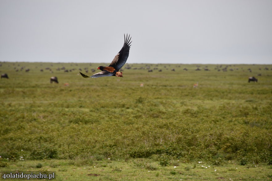 Nasze bociany i ich afrykańscy sąsiedzi podczas zimowania w kraterze Ngorongoro