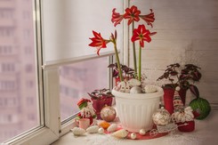 Najmodniejsze świąteczne rośliny doniczkowe na 2023. Top 6 gatunków, którymi pięknie ozdobisz dom