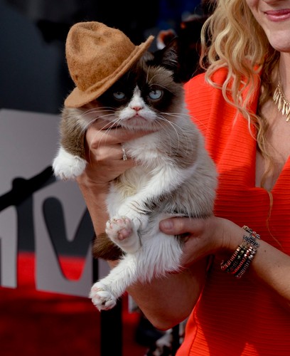 Grumpy Kitty na czerwonym dywanie MTV Movie Awards 2014